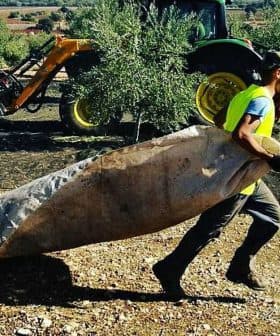 Workers harvesting olives in an orchard with a tractor in the background and nets on the ground. - Olive Oil Times