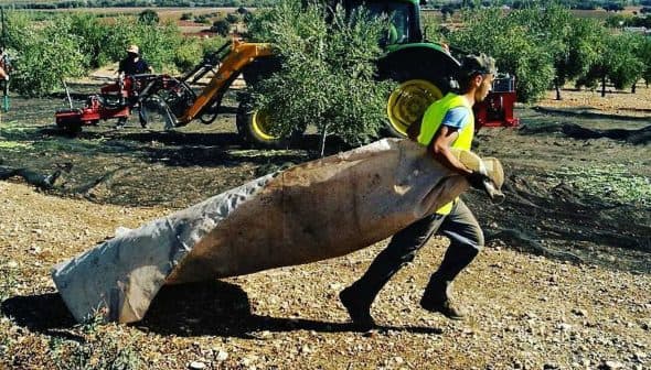 Workers harvesting olives in an orchard with a tractor in the background and nets on the ground. - Olive Oil Times