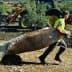 Workers harvesting olives in an orchard with a tractor in the background and nets on the ground. - Olive Oil Times