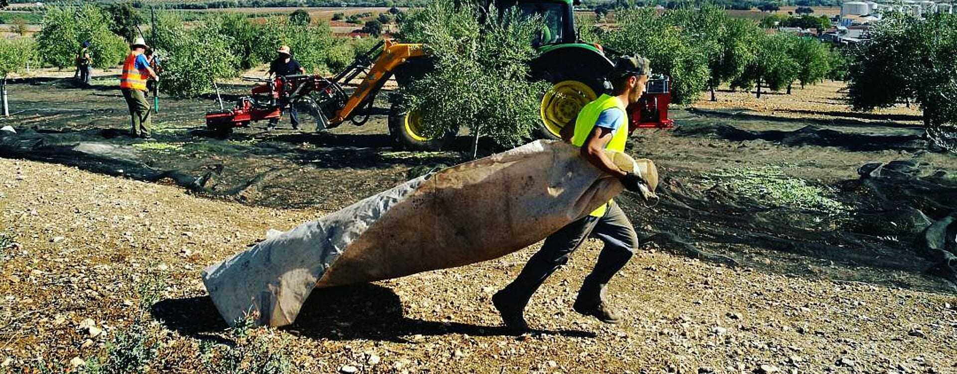Workers harvesting olives in an orchard with a tractor in the background and nets on the ground. - Olive Oil Times