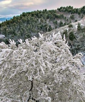 A winter landscape featuring snow-covered trees in a forested area with hills in the background. - Olive Oil Times