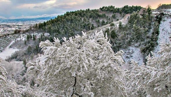 A winter landscape featuring snow-covered trees in a forested area with hills in the background. - Olive Oil Times