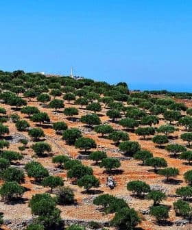 Expansive olive grove with numerous olive trees arranged in rows on a hillside. - Olive Oil Times