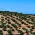 Expansive olive grove with numerous olive trees arranged in rows on a hillside. - Olive Oil Times