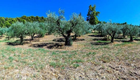Panoramic view of an olive grove with multiple olive trees under a clear blue sky. - Olive Oil Times