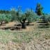 Panoramic view of an olive grove with multiple olive trees under a clear blue sky. - Olive Oil Times