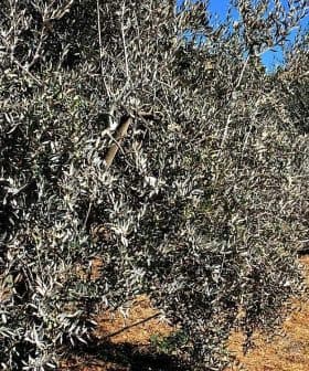 Row of olive trees growing in a field under clear blue sky. - Olive Oil Times