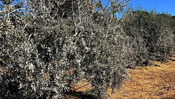 Row of olive trees growing in a field under clear blue sky. - Olive Oil Times