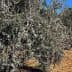 Row of olive trees growing in a field under clear blue sky. - Olive Oil Times