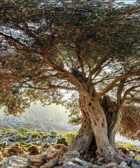 A large olive tree with a broad canopy growing on rocky terrain under a clear sky. - Olive Oil Times