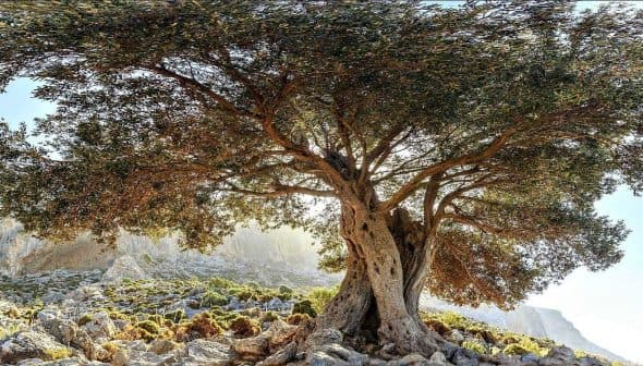 A large olive tree with a broad canopy growing on rocky terrain under a clear sky. - Olive Oil Times
