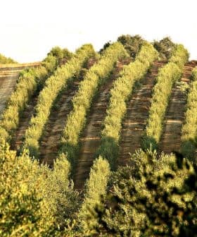 Rows of olive trees planted on a hillside with green foliage and a clear sky. - Olive Oil Times