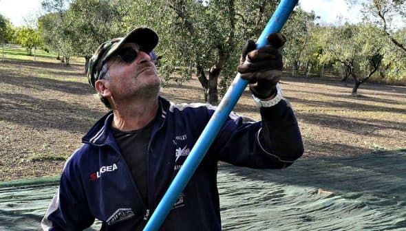 Man using a long pole to harvest olives from a tree in an olive grove. - Olive Oil Times