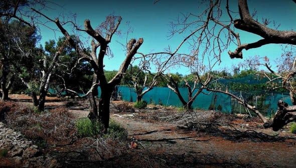 A landscape featuring leafless trees along a body of water with dry vegetation on the ground. - Olive Oil Times