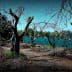 A landscape featuring leafless trees along a body of water with dry vegetation on the ground. - Olive Oil Times