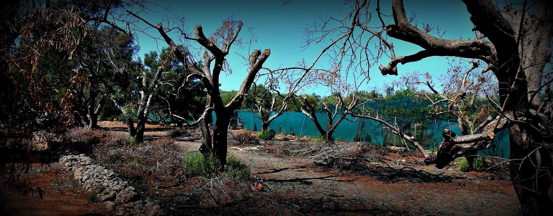 A landscape featuring leafless trees along a body of water with dry vegetation on the ground. - Olive Oil Times