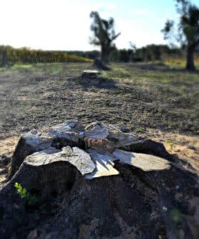 Close-up view of a tree stump in an agricultural field with distant trees and vines. - Olive Oil Times