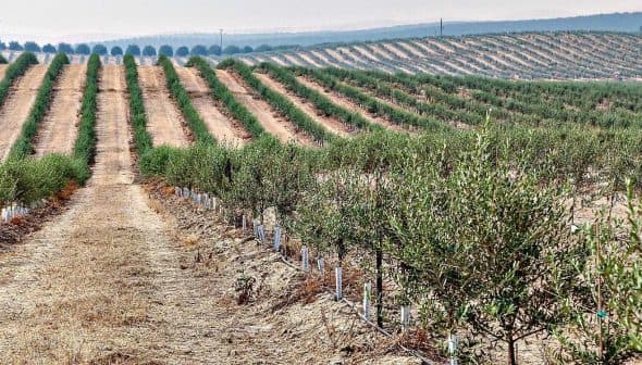 Rows of olive trees in an orchard with a dirt path running through the center. - Olive Oil Times