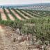 Rows of olive trees in an orchard with a dirt path running through the center. - Olive Oil Times