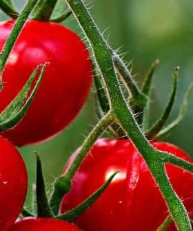 Cluster of ripe red tomatoes hanging on a green vine in a garden setting. - Olive Oil Times