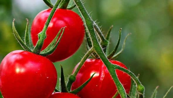 Cluster of ripe red tomatoes hanging on a green vine in a garden setting. - Olive Oil Times