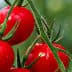 Cluster of ripe red tomatoes hanging on a green vine in a garden setting. - Olive Oil Times