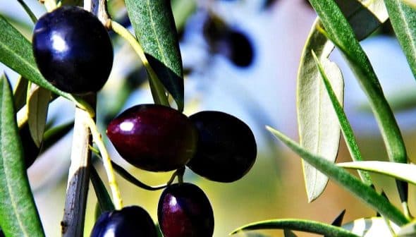 Branches of an olive tree featuring clusters of black and dark purple olives among green leaves. - Olive Oil Times