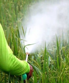Individual wearing a green shirt and backpack sprayer applying pesticide in a rice field. - Olive Oil Times