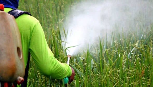 Individual wearing a green shirt and backpack sprayer applying pesticide in a rice field. - Olive Oil Times