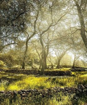 Sunlight filtering through olive trees in a grove with grassy ground and stone walls. - Olive Oil Times