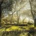 Sunlight filtering through olive trees in a grove with grassy ground and stone walls. - Olive Oil Times