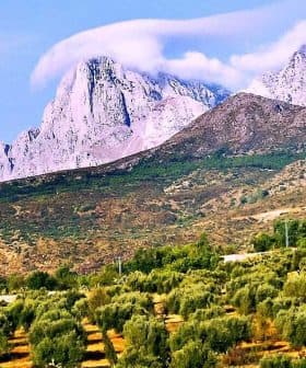 Olive trees in a landscape with mountains and clouds in the background. - Olive Oil Times