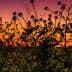 Silhouette of wildflowers against a colorful sunset sky with shades of orange and purple. - Olive Oil Times