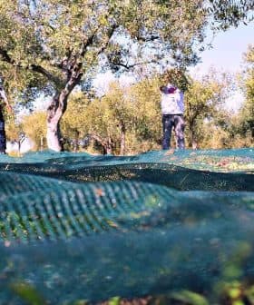Workers collecting olives in an orchard with nets spread on the ground for harvesting. - Olive Oil Times