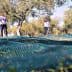 Workers collecting olives in an orchard with nets spread on the ground for harvesting. - Olive Oil Times