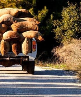 A trailer filled with burlap bags being pulled along a gravel path. - Olive Oil Times