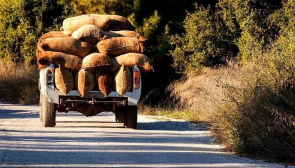 A trailer filled with burlap bags being pulled along a gravel path. - Olive Oil Times