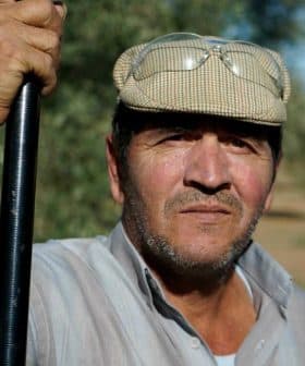 A man wearing a cap and glasses, holding a stick while standing in an olive grove. - Olive Oil Times