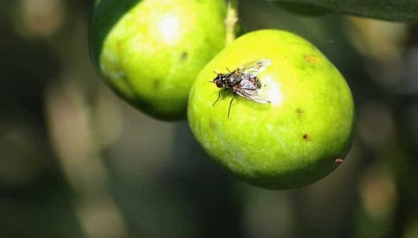 Close-up of two green fruits with a small insect resting on one of them. - Olive Oil Times