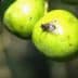Close-up of two green fruits with a small insect resting on one of them. - Olive Oil Times