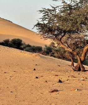 A solitary tree growing in a sandy desert landscape with dunes in the background. - Olive Oil Times