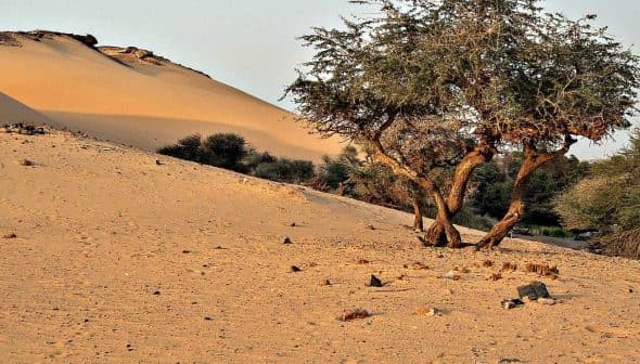 A solitary tree growing in a sandy desert landscape with dunes in the background. - Olive Oil Times