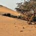 A solitary tree growing in a sandy desert landscape with dunes in the background. - Olive Oil Times