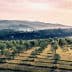 Expansive view of an olive grove with rows of trees under a cloudy sky. - Olive Oil Times