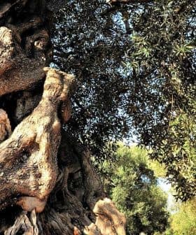 An ancient olive tree with a thick, gnarled trunk and green leaves in a natural setting. - Olive Oil Times