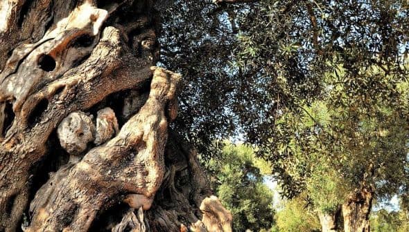 An ancient olive tree with a thick, gnarled trunk and green leaves in a natural setting. - Olive Oil Times