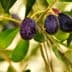 A close-up view of a branch with ripe black olives and green leaves. - Olive Oil Times