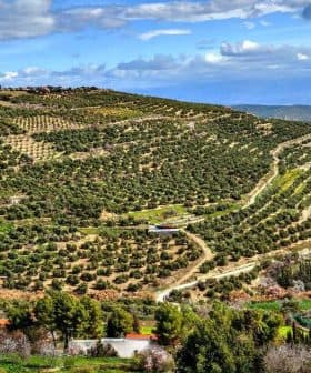 Panoramic view of a vast olive grove with rows of olive trees on rolling hills. - Olive Oil Times