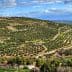Panoramic view of a vast olive grove with rows of olive trees on rolling hills. - Olive Oil Times