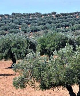A landscape featuring rows of olive trees in a cultivated field under clear blue skies. - Olive Oil Times